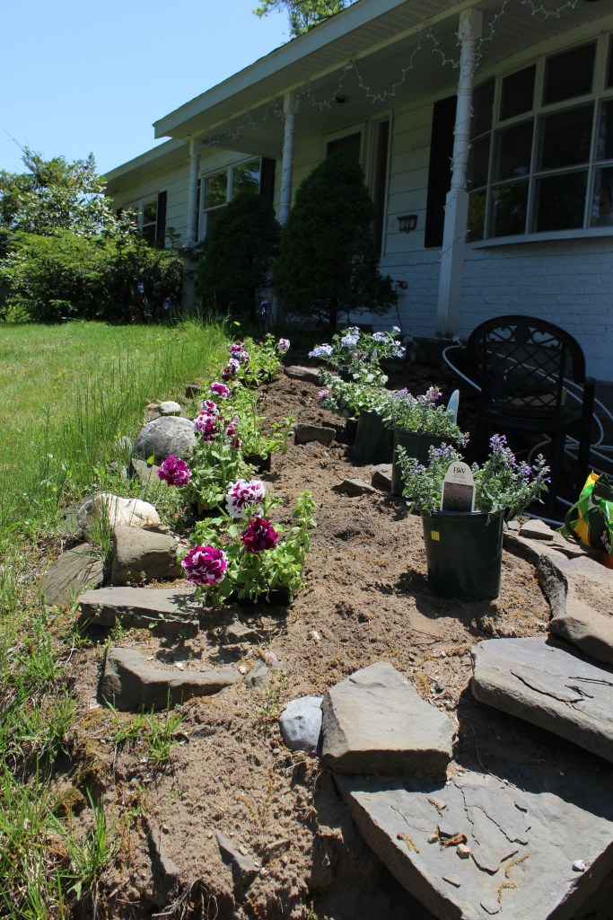 There is grass on the left, a stone retaining wall on the right bordering the walkway up to our front door. There is a row of purple and white carnations on the left hand side of the planting area, and on the right there are green and lavender colored flowers.