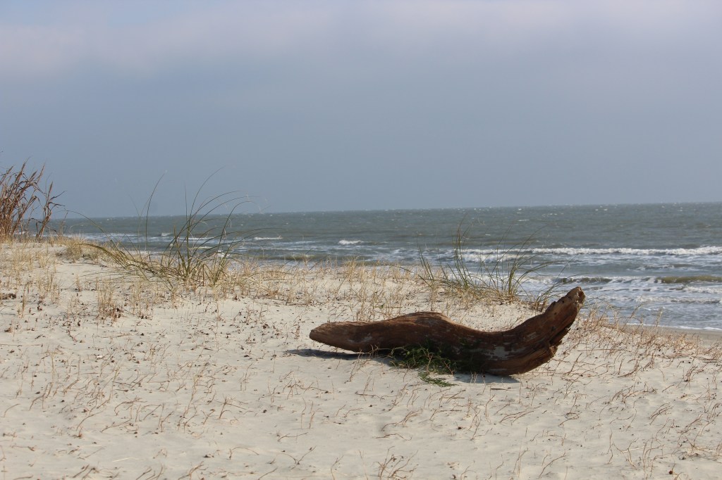 Picture of a large log of driftwood on the sand with waves from the beach in the background