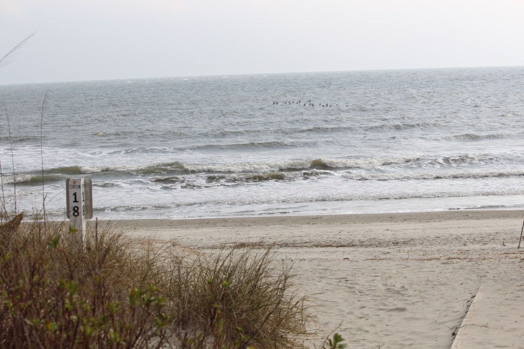 A basic beach photo, some sea grass on the lower left hand side, sand in the middle, and the ocean in the background
